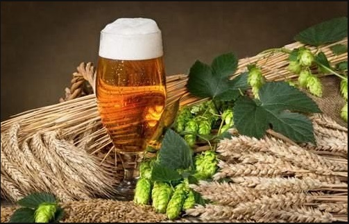 精釀啤酒原料--山東豪魯廠家供應 精釀啤酒原料--山東豪魯廠家供應