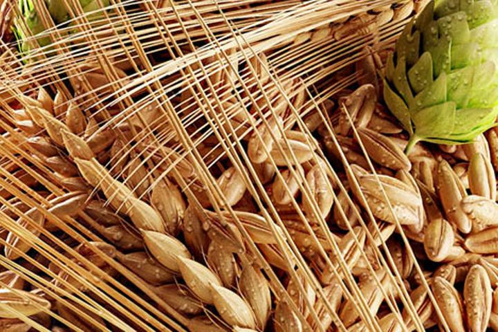 啤酒原料麥芽--豪魯啤酒設(shè)備供應(yīng)商 啤酒原料麥芽--豪魯啤酒設(shè)備供應(yīng)商